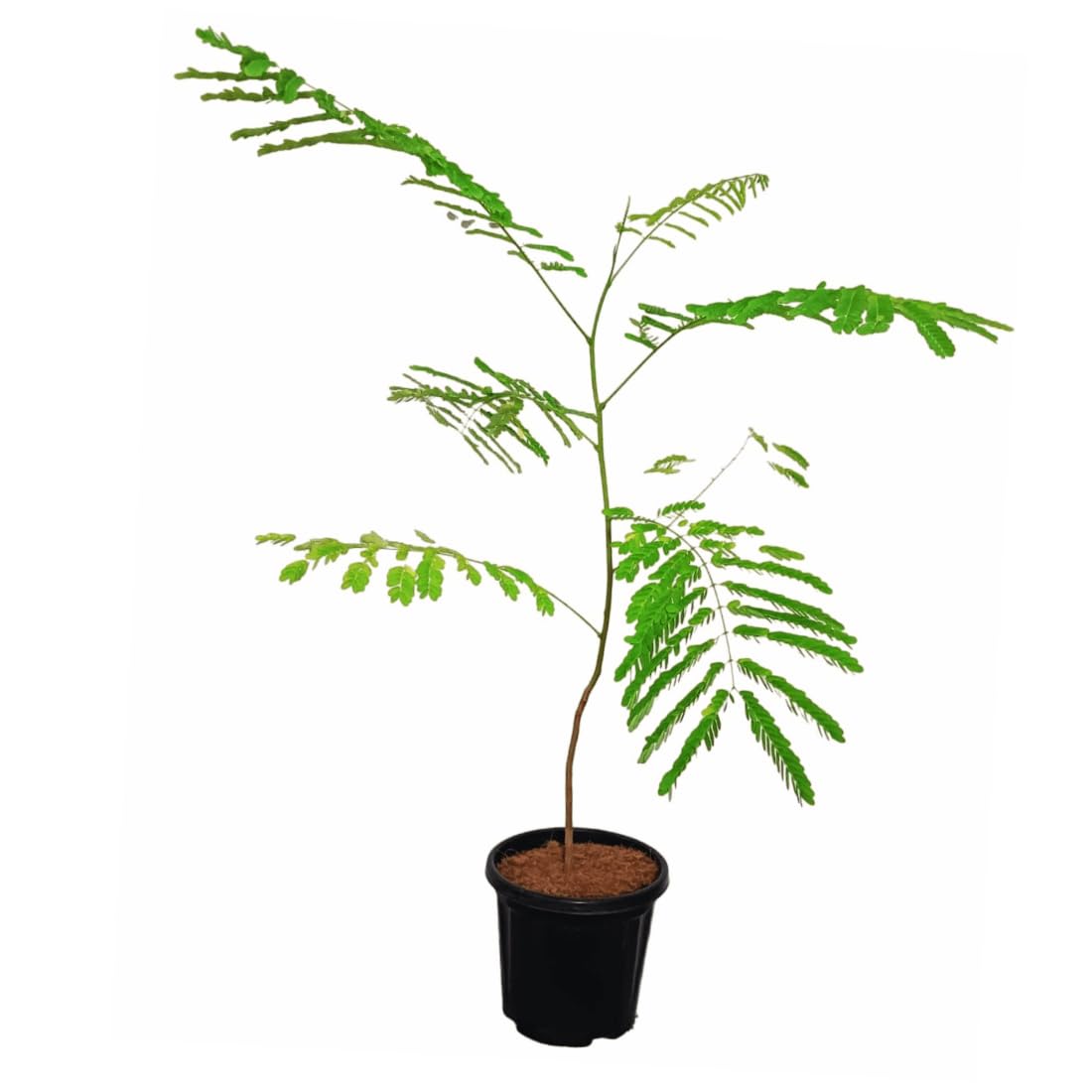 Gulmohar Plant | Red Krishna Sura (Delonix regia) Live Flower Plant with Pot for Home & Garden Balcony - Image 4