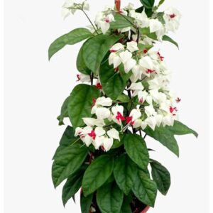Bleeding Heart Vine healthy Flower PLant with tub