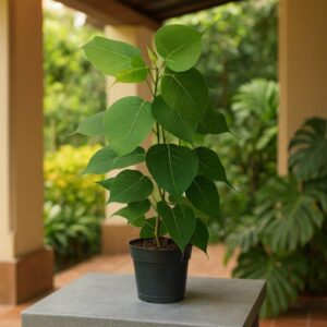 Peepal Live Plant (पीपल का पौधा) | Ficus religiosa Live Plant with Pot for Home Garden & Balcony