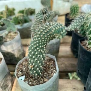 Boxer Ccatus Live Plant Bare Rooted with pot