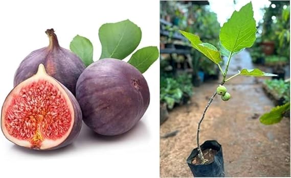 Anjeer / Fig Grafted Plant – Live Healthy Plant for Home Garden