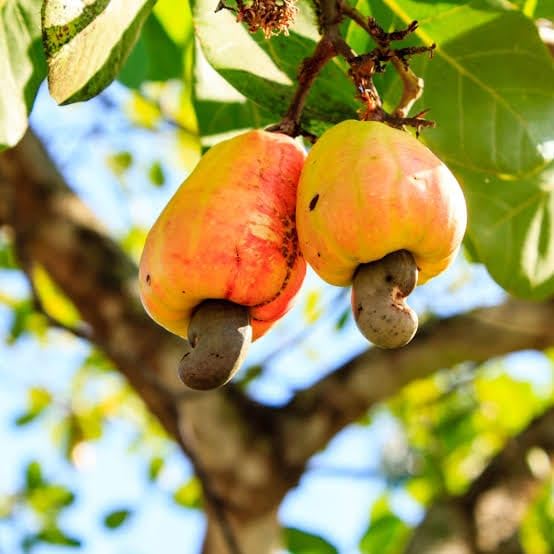 Nursery Cashew Nut Tree (Anacardium occidentale) – Healthy Live Plant - Image 2