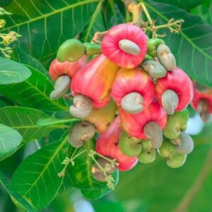 Nursery Cashew Nut Tree (Anacardium occidentale) – Healthy Live Plant