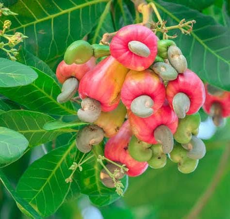 Nursery Cashew Nut Tree (Anacardium occidentale) – Healthy Live Plant