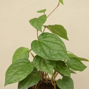Kollkata Mitha Pan Plant- Sweet Betel leaves plant - (first Delivery By Bluedart Air courier)