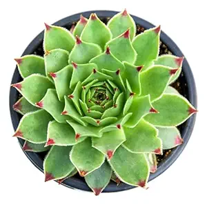 Live Laxmi Kamal Succulent Plant With Pot– Healthy Plant for Home