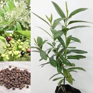 All Spice/Sarvasungandhi Spice Herbal Live Plant