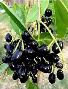 Thai King Black Seedless Jamun Plant live grafted plant for home garden