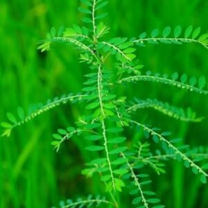 Bhui Amla /Stone Breaker Herbal Live Plant