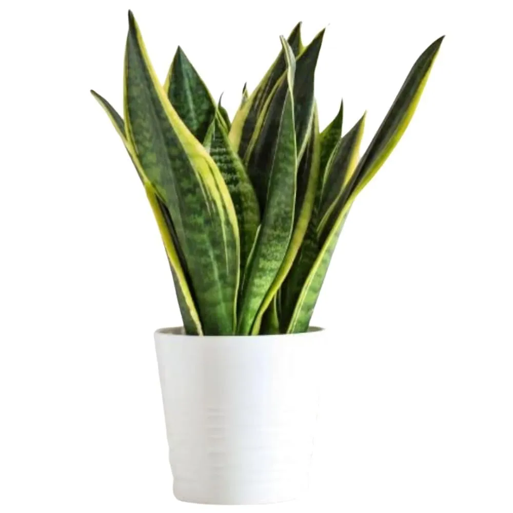 Yellow Border Snake Plant | Good Luck Snake Plant | Snake plant indoor live plant For Office Desk Balcony | indoor plants for living room with Pot - Image 3