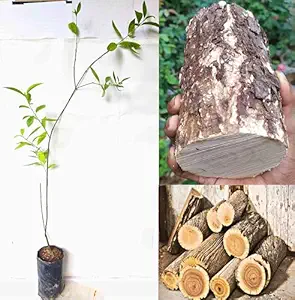 white-sandalwood-chandan-tree for home garden