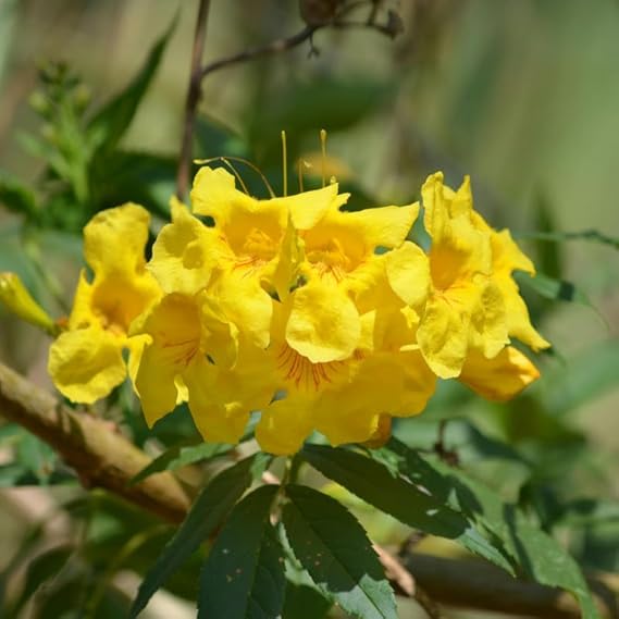 Tecoma gaudichaudi / Yellow Bells Flowering Plant with Tub – First Delivery - Image 2