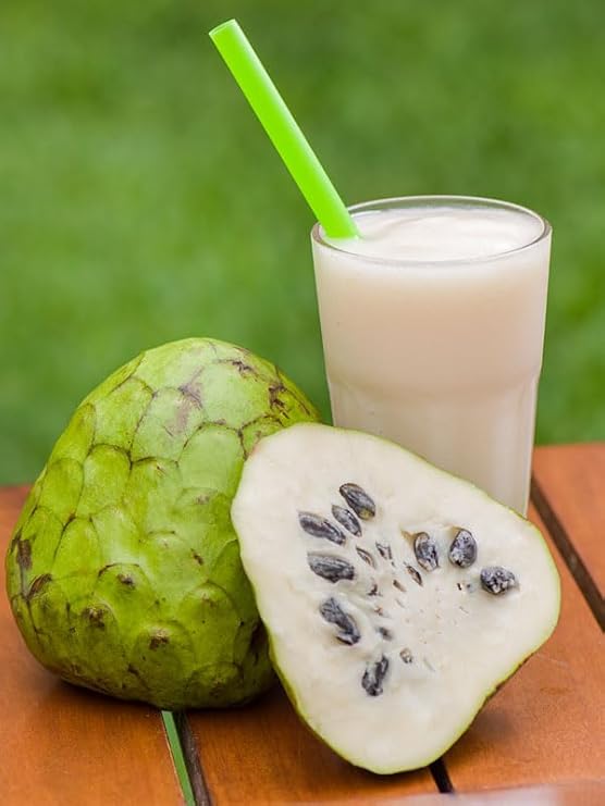 Nursery Custard Apple Plant – Live Grafted Plant for Home Garden - Image 3