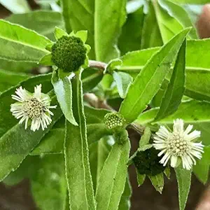 Bhringraj Plant / Eclipta prostrata Medicinal live plant /Leaves