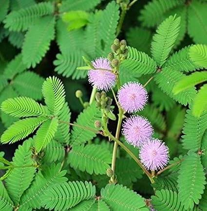 Lojjaboti Plant / Touch-Me-Not / Chui-Mui Plant (Mimosa pudica) – Live Plant With Pot for Home & Garden Balcony With Pot - Image 4