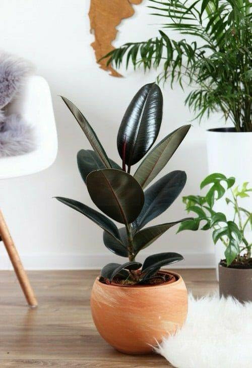 Rubber Plant/ Live Tree with pot- Ficus Elastica First Delivery - Image 2