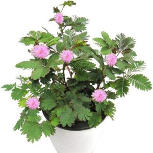 Lojjaboti Plant / Touch-Me-Not / Chui-Mui Plant (Mimosa pudica) – Live Plant With Pot for Home & Garden Balcony With Pot