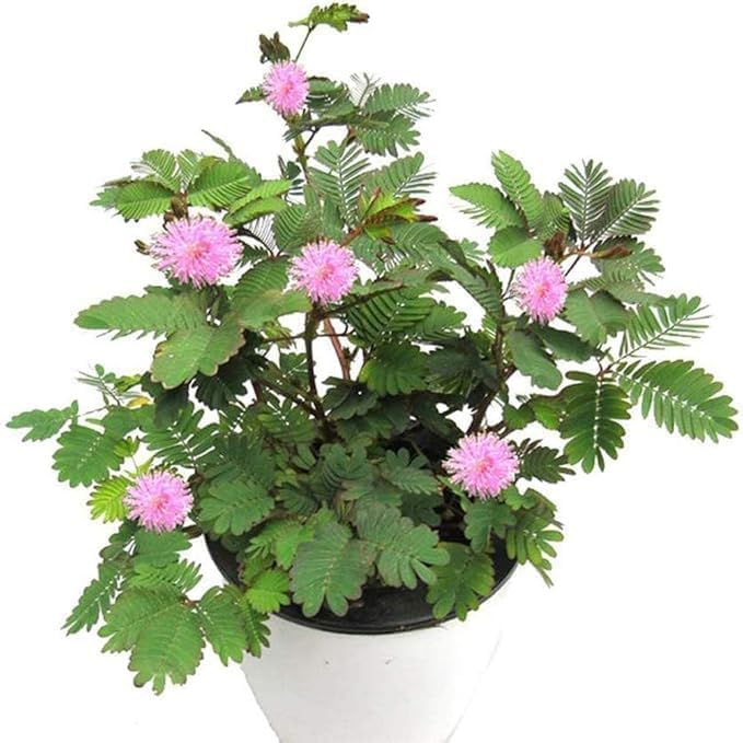 Lojjaboti Plant / Touch-Me-Not / Chui-Mui Plant (Mimosa pudica) – Live Plant With Pot for Home & Garden Balcony With Pot