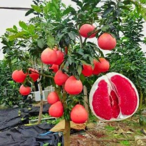 Thai Hybrid Grafted Red Pomelo Plant for Home Garden