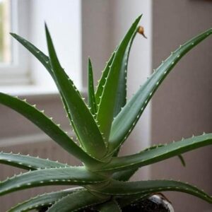Aloe Vera Plant  Natural Live for Indoor Outdoor garden Home Decor Living Room Desk ( 1 Plant ) - first delivery
