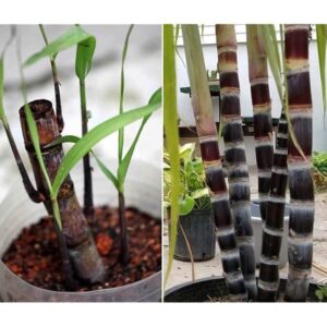 Sugarcane Plant – Live Sugarcane for Pot or Land | Easy-Growing Fruit & Farm Plant for Beginners