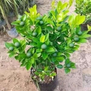 Kumquat Sweet Lemon Grafted – Healthy Live Plant for Home Garden