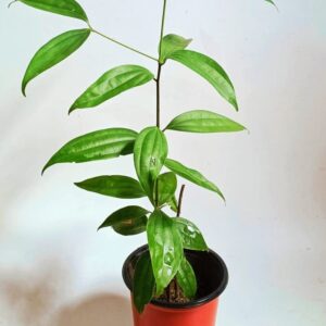 Bay Leaf live Plant / Tree (biryani leaf) buy - first delivery