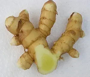 Mango Ginger (আমের আদা – Curcuma amada Roxb.) Online First Delivery