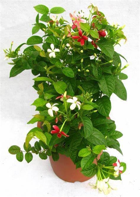 Rangoon Creeper (Madhumalati Vine) – Live Creeper & Climber Plant for Home Garden - Image 3