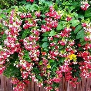 Rangoon Creeper (Madhumalati Vine) – Live Creeper & Climber Plant for Home Garden