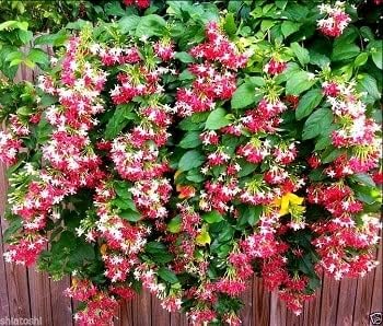 Rangoon Creeper (Madhumalati Vine) – Live Creeper & Climber Plant for Home Garden