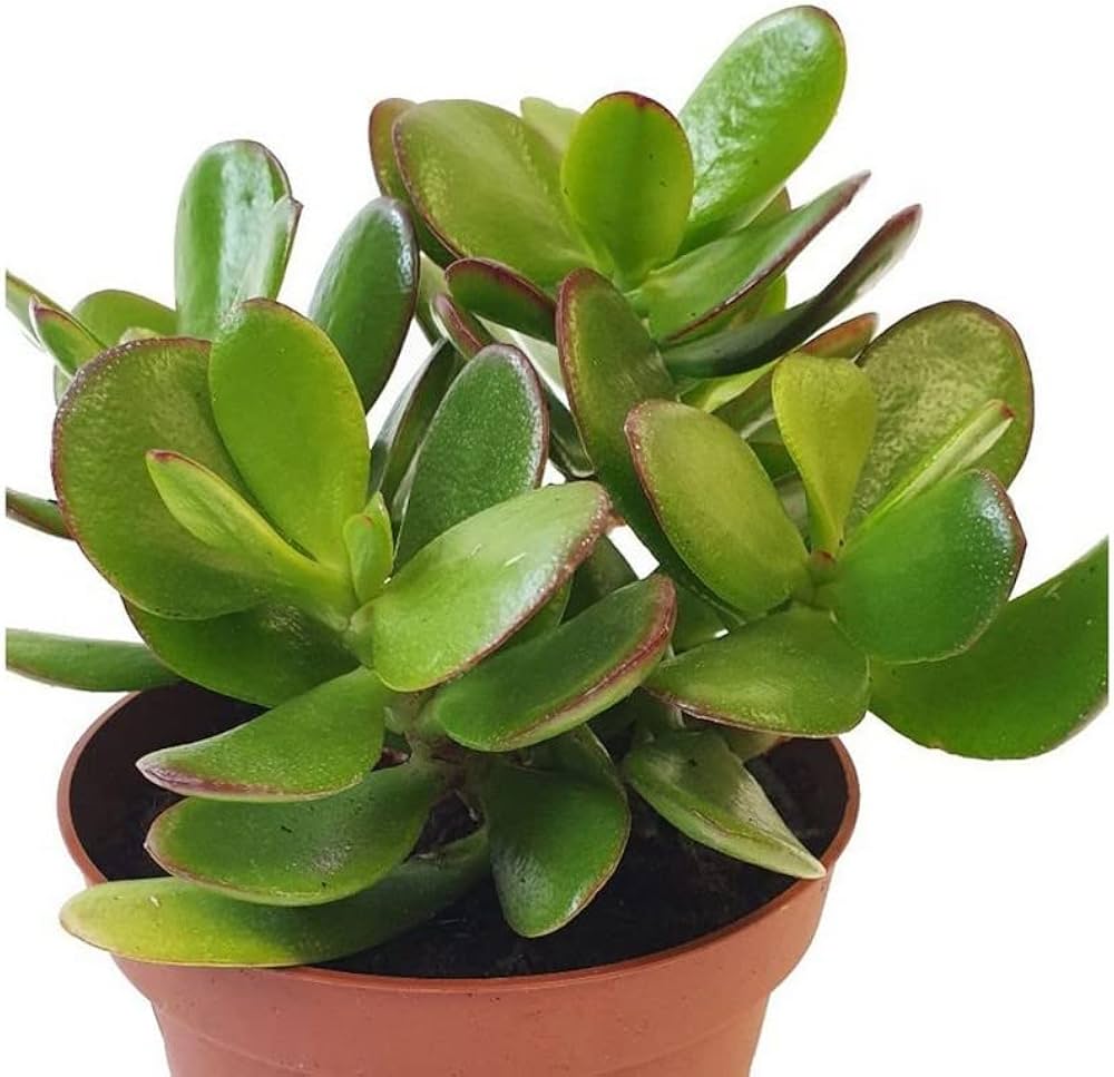 Mini Jade plant with tub for home garden - Image 2