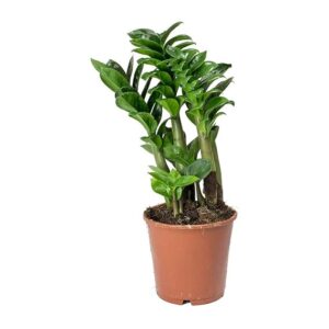 ZZ Dwarf Plant For Indoor Living plant with pot