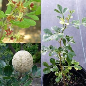 Wood Apple/Kaitha bel/Kod Bel Grafted Healthy live Fruit Plant for garden