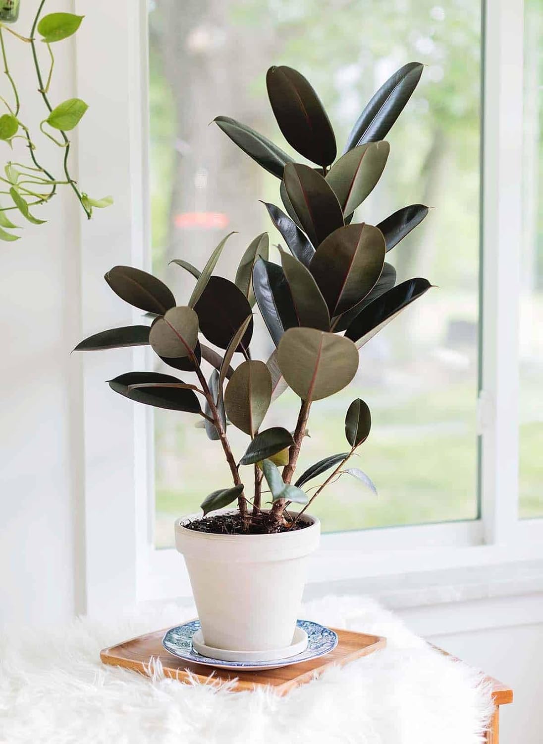 Rubber Plant/ Live Tree with pot- Ficus Elastica First Delivery - Image 3