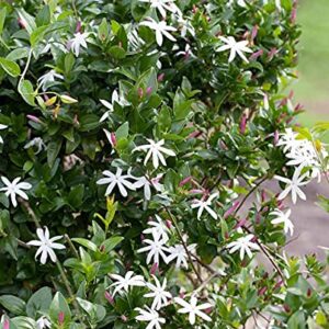 Angel wing jasmine Climbers Live Plant with pot - First Delivery