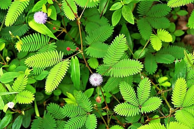 Lojjaboti Plant / Touch-Me-Not / Chui-Mui Plant (Mimosa pudica) – Live Plant With Pot for Home & Garden Balcony With Pot - Image 5