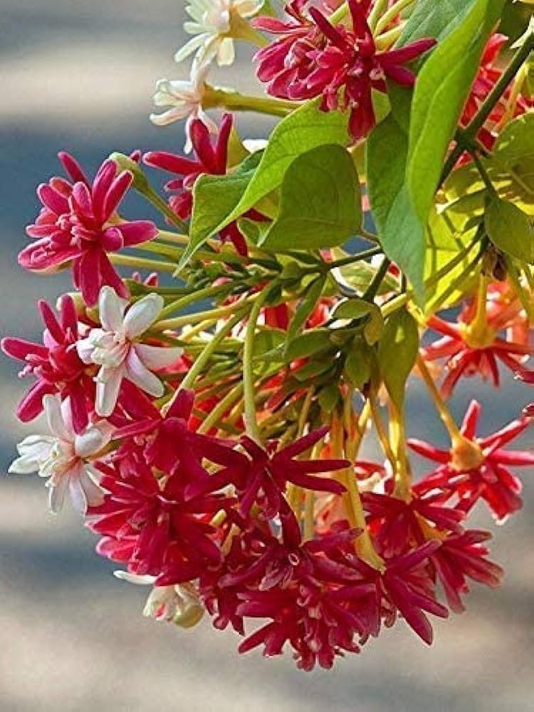 Rangoon Creeper (Madhumalati Vine) live plant - Creepers & Climbers - Image 3