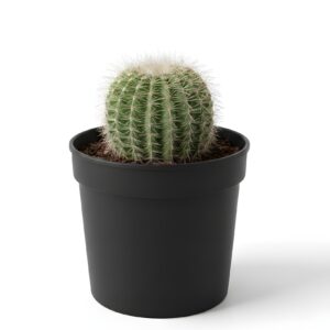 Garden Cactus Round Shape Nursery live Indoor Plant With Pot