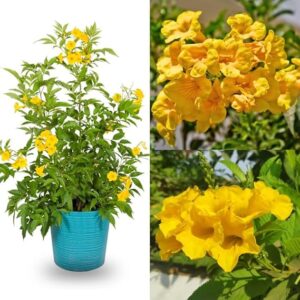 Tecoma gaudichaudi / Yellow Bells Flowering Plant with Tub – First Delivery