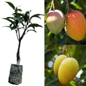 Alphonso (Hapus) Grafted Mango – Healthy Live Plant for Home Garden Planting