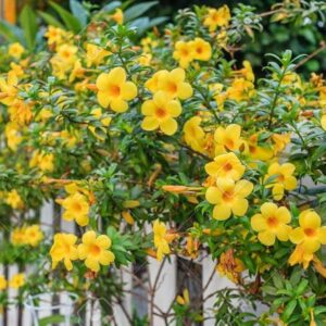 Bush Allamanda, Allamanda cathartica (Yellow) Flowering live Plants