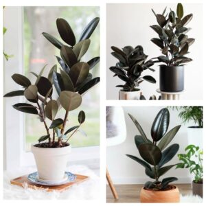 Rubber Plant/ Live Tree with pot- Ficus Elastica First Delivery