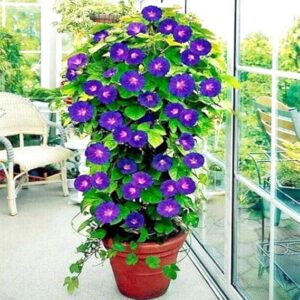 Morning Glory Flowering Vine Healthy Plant with tub