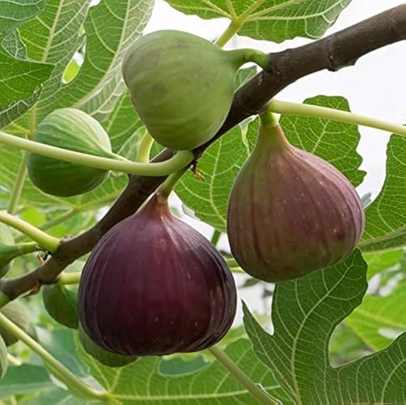 Anjeer / Fig Grafted Plant – Live Healthy Plant for Home Garden - Image 2