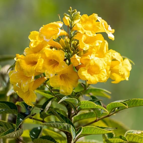 Tecoma gaudichaudi / Yellow Bells Flowering Plant with Tub – First Delivery - Image 4