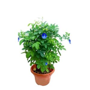 Butterfly Pea / Shankhpushpi / Aprajita Flower Live Healthy Plant with tub
