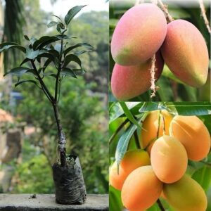 Kesar Mango Grafted Plant live plant for home garden