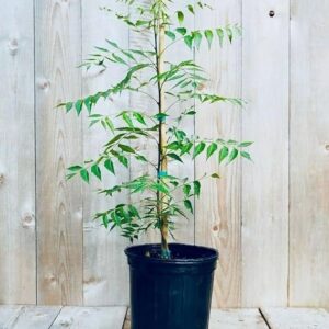 Buy Neem Tree Plant (Azadirachta indica) – Live Healthy Plant for Home Garden