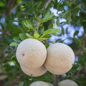 Farm fresh Wood Apple/kaitha fruit / kothbeal fruit chemical free - first delivery
